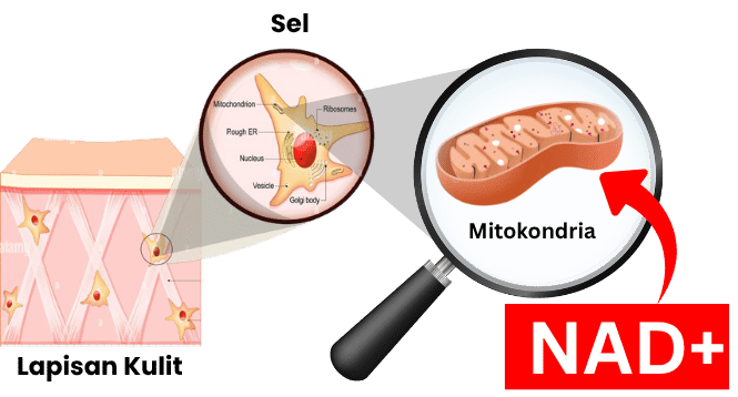 Formulasi MitoCell